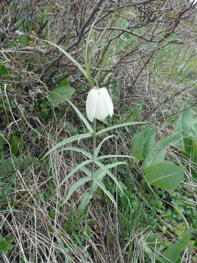 Fritillaria verticillata
