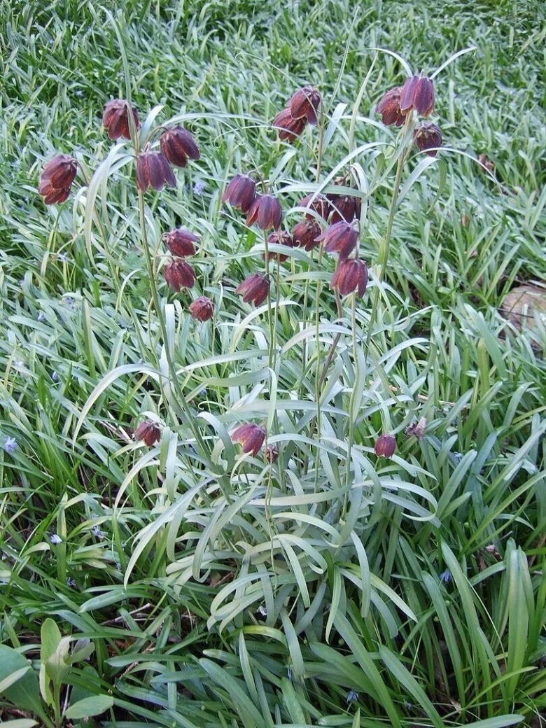Рябчик русский fritillaria ruthenica