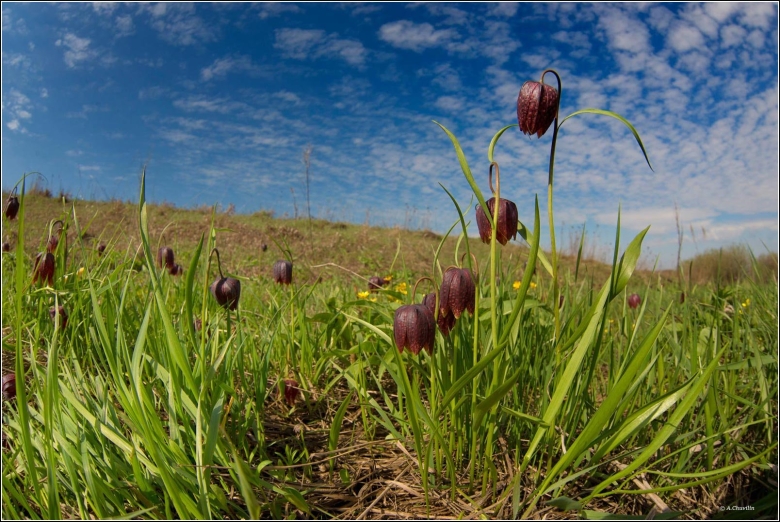 Первоцвет рябчик русский