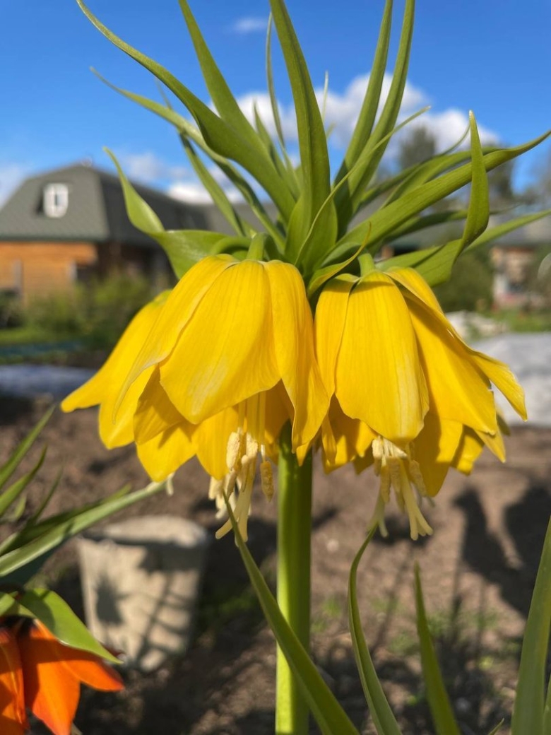 Луковицы рябчика