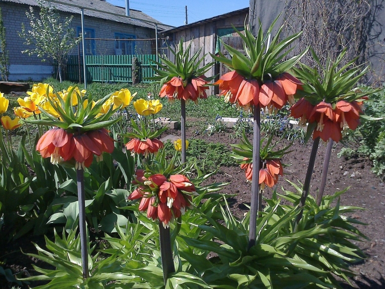 Цветок рябчик Императорский