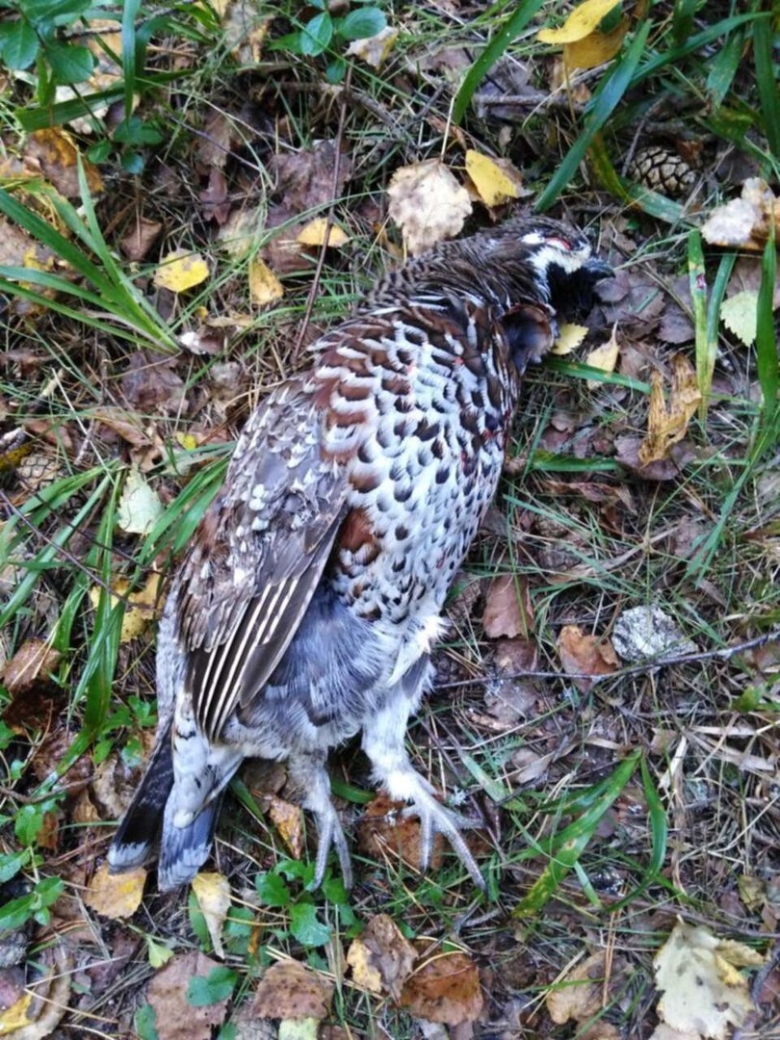 Рябчик Ауреомаргината