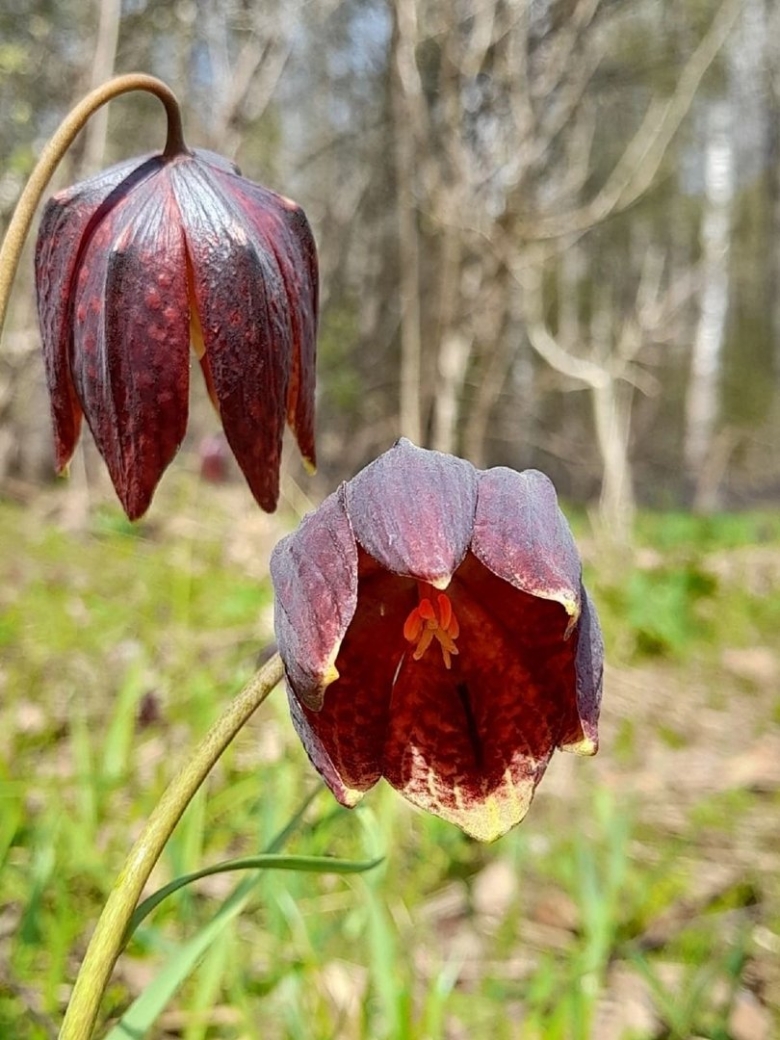 Рябчик черный цветок