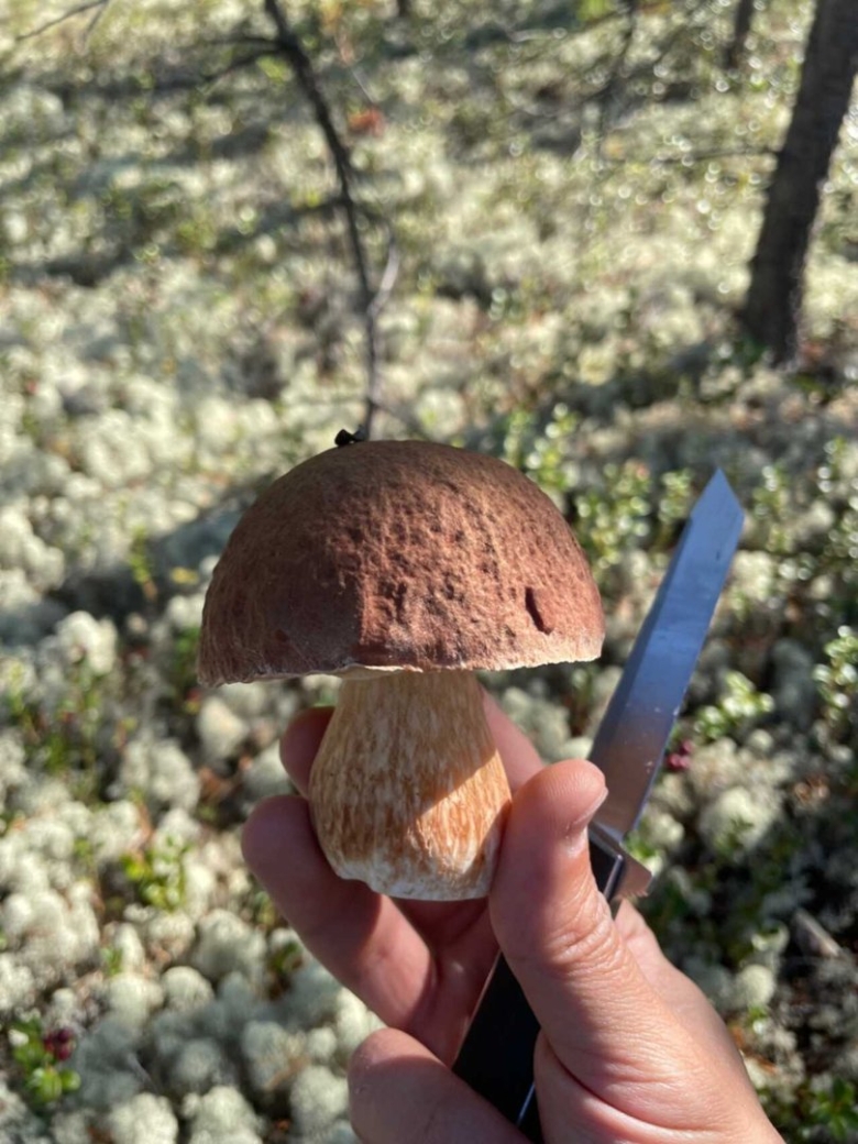 Грибы Петушки