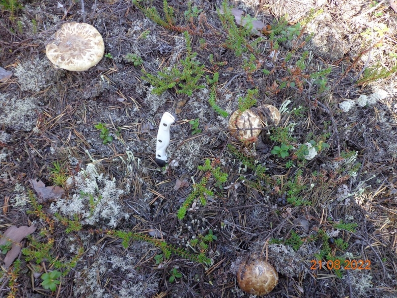 Мацутакэ гриб