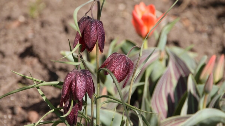 Цветок фритиллярия рябчик