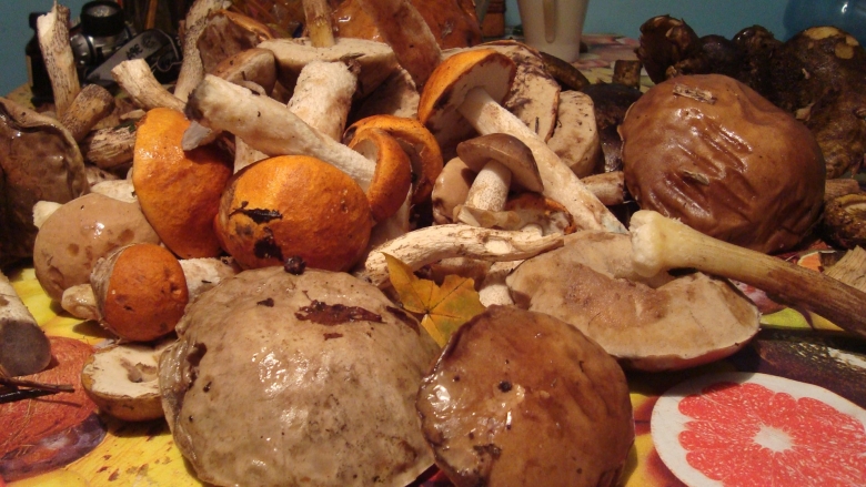 Подосиновики и подберезовики