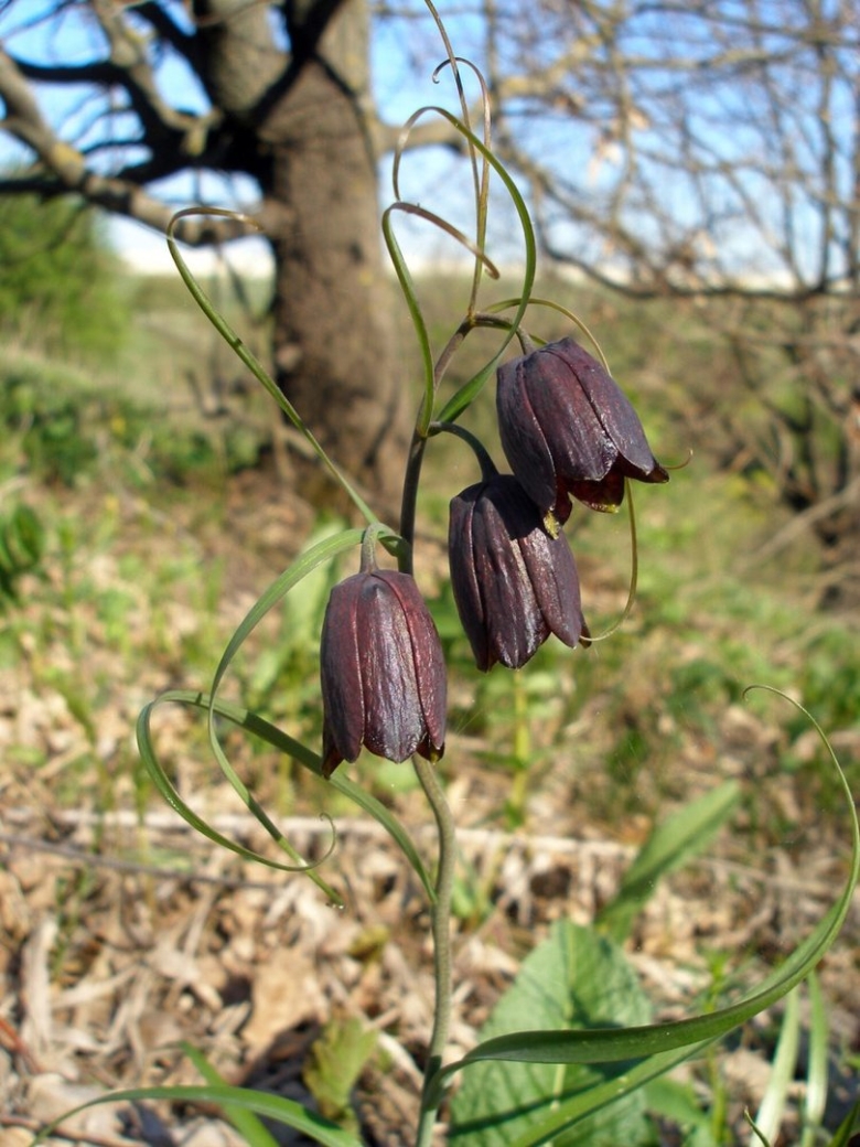 Fritillaria ruthenica