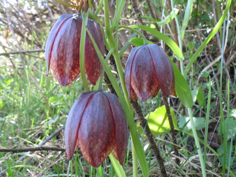 Рябчик русский Fritillaria ruthenica