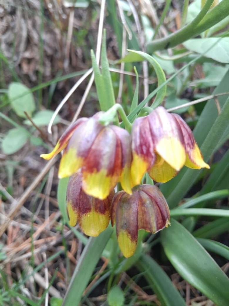 Фритиллярия Михайловский