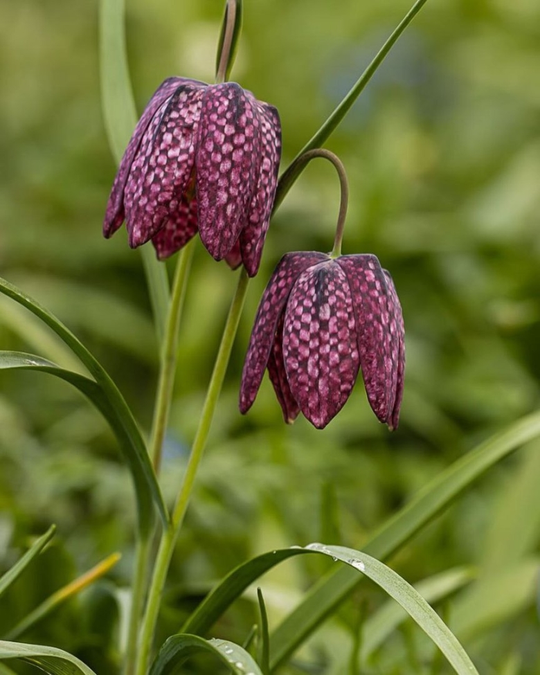 Рябчик мелеагрис альба