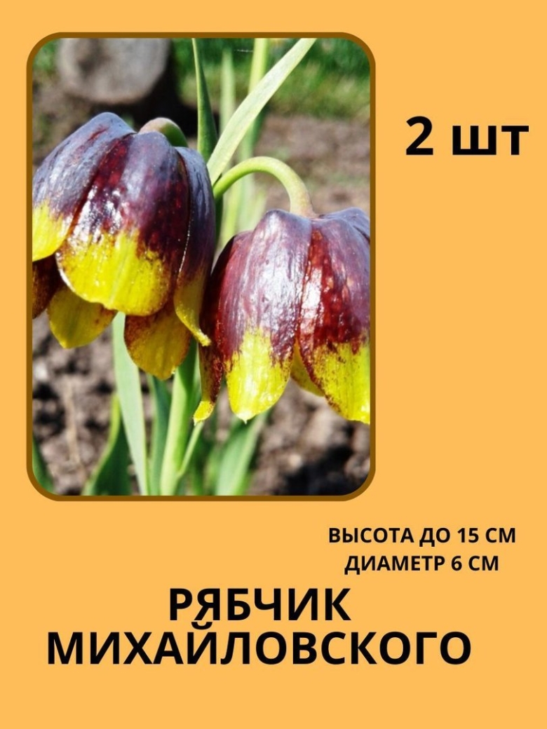 Луковицы рябчика