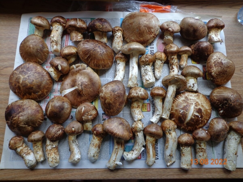 Гриб мацутаке Геншин