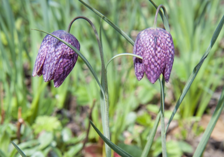 Рябчик мелеагрис микс фритиллярия