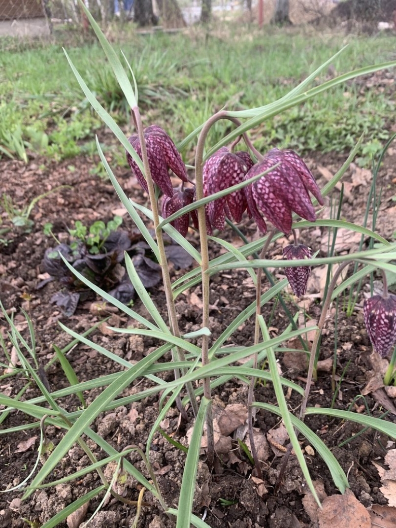 Рябчик (фритиллярия) мелеагрис