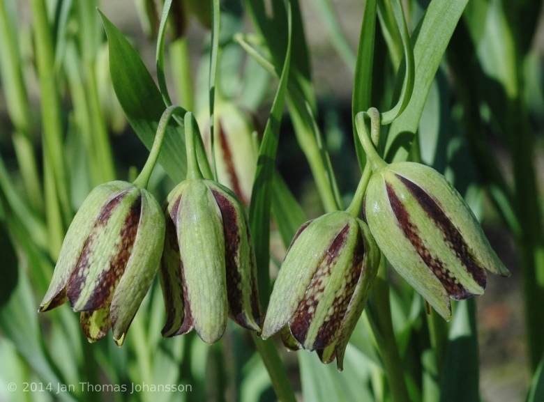 Фритиллярия / рябчик иглолепестный
