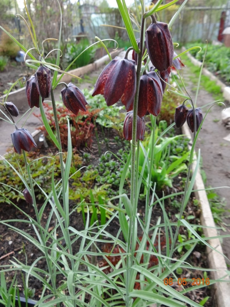 Рябчик русский