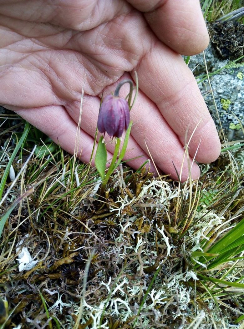 Кандык кавказский