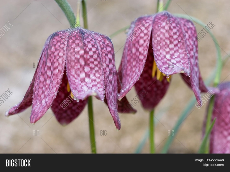 Рябчик шахматный растение