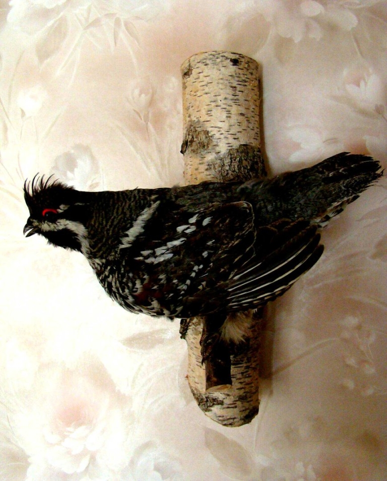 Таксидермия рябчика