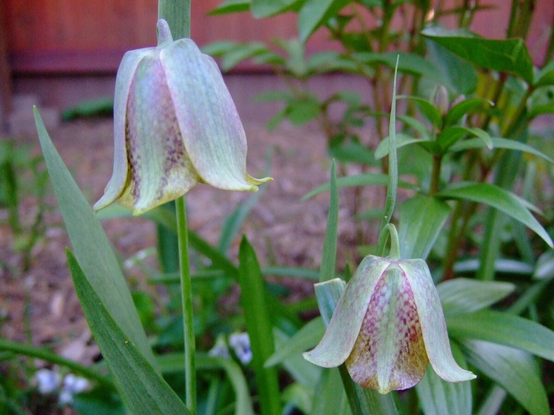 Рябчик акмопетала (fritillaria acmopetala)