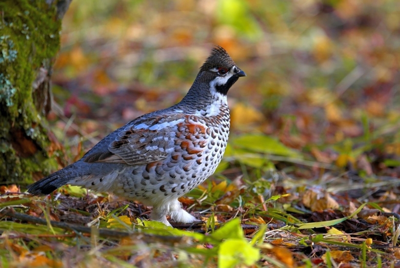 Рябчик (bonasa bonasia)