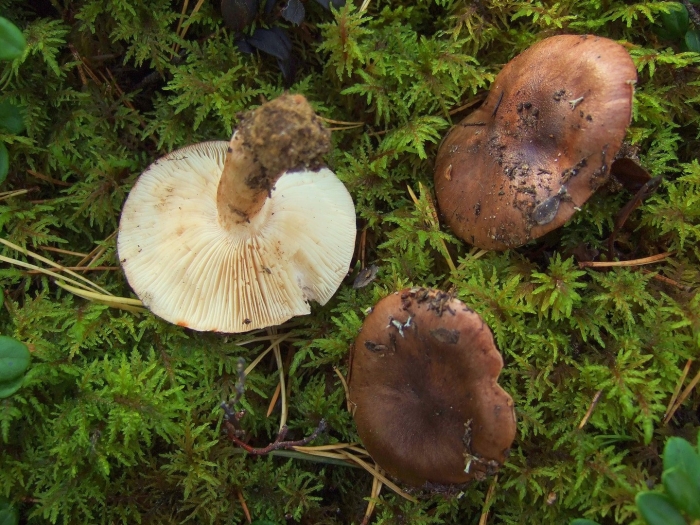 Tricholoma pessundatum