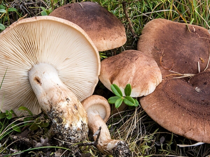 Lactarius vinaceorufescens