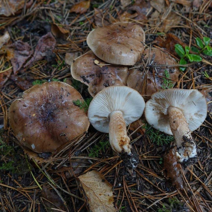 Рядовка перевязанная