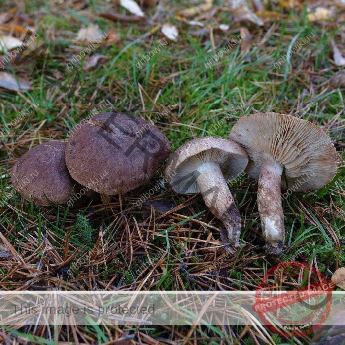 Мокруха еловая масленок