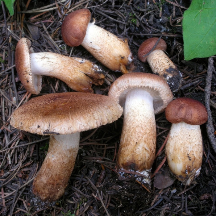 Рядовка бородатая гриб