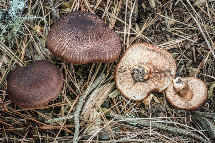 Tricholoma imbricatum