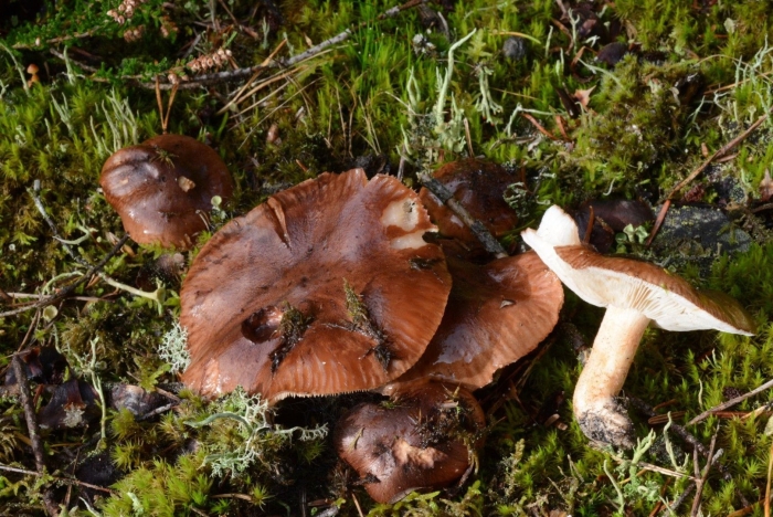 Рядовка погубленная tricholoma pessundatum
