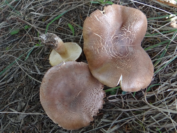 Рядовка коричневая tricholoma imbricatum