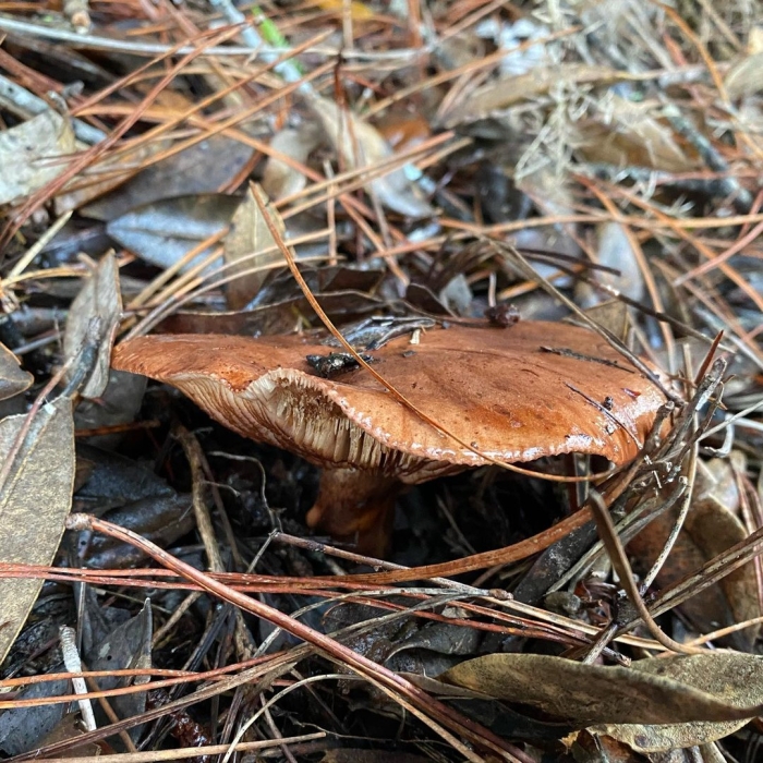 Паутинник слизевой гриб