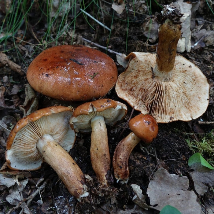 Рядовка гриб