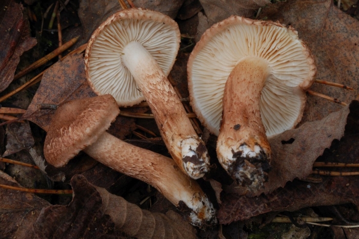 Tricholoma vaccinum