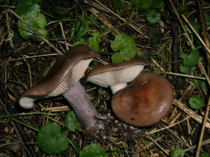 Грибы рядовки синюшки