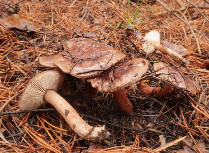 Рядовка бело коричневая