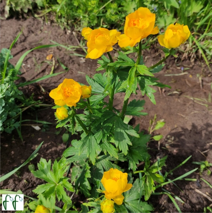 Купальница троллиус