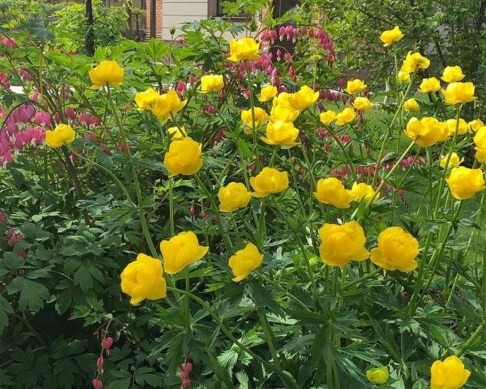 Купальница сибирская