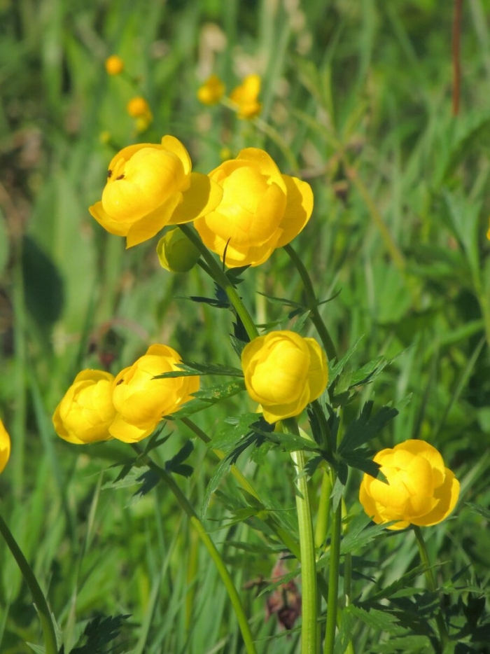 Купальница европейская (trollius europaeus)