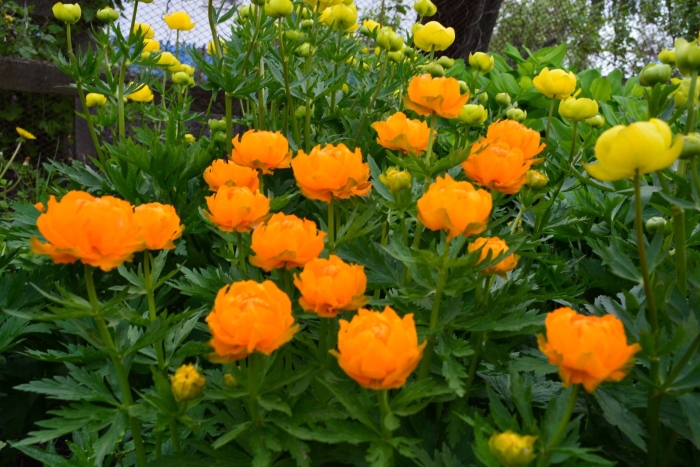 Купальница оранж принцесс