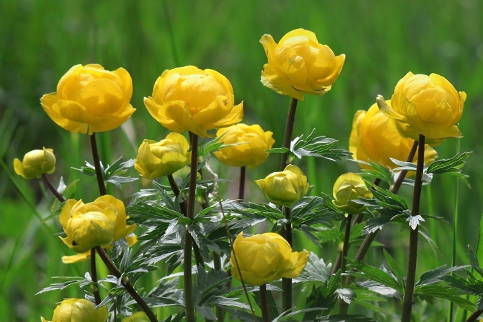 Купальница растение