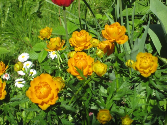 Купальница китайская golden queen