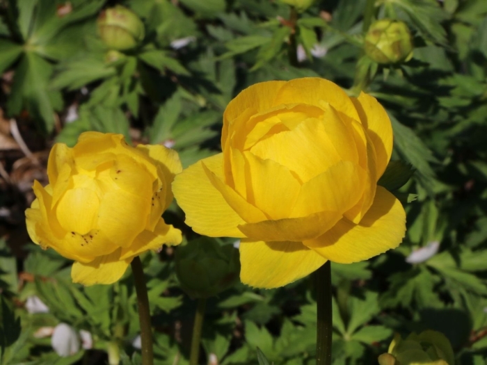 Купальница китайская лемон квин