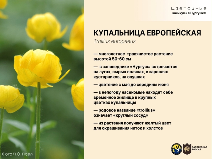 Купальница европейская красная книга