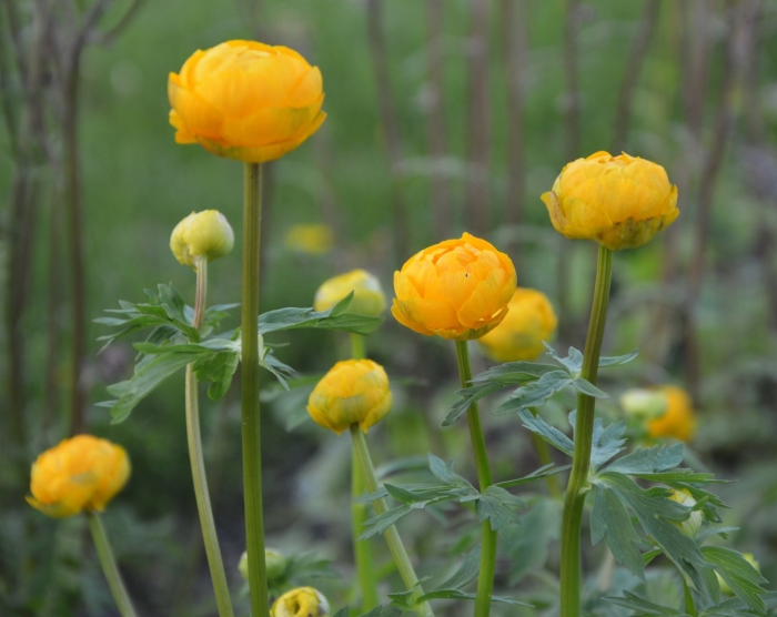Сибирская купальница жарки