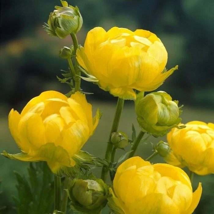 Купальница lemon queen