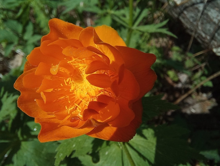 Сибирская купальница жарки